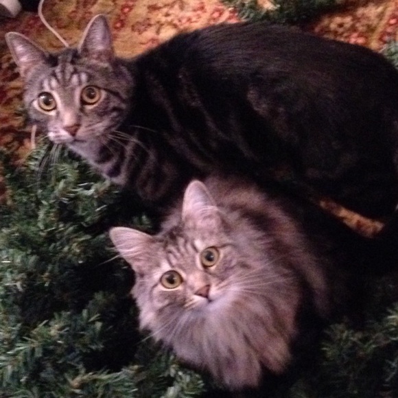 Meet your Posher, Jake - Picture 1 of 1